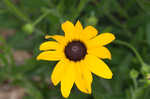 Missouri orange coneflower